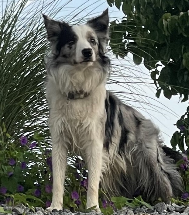 Australian Shepperd